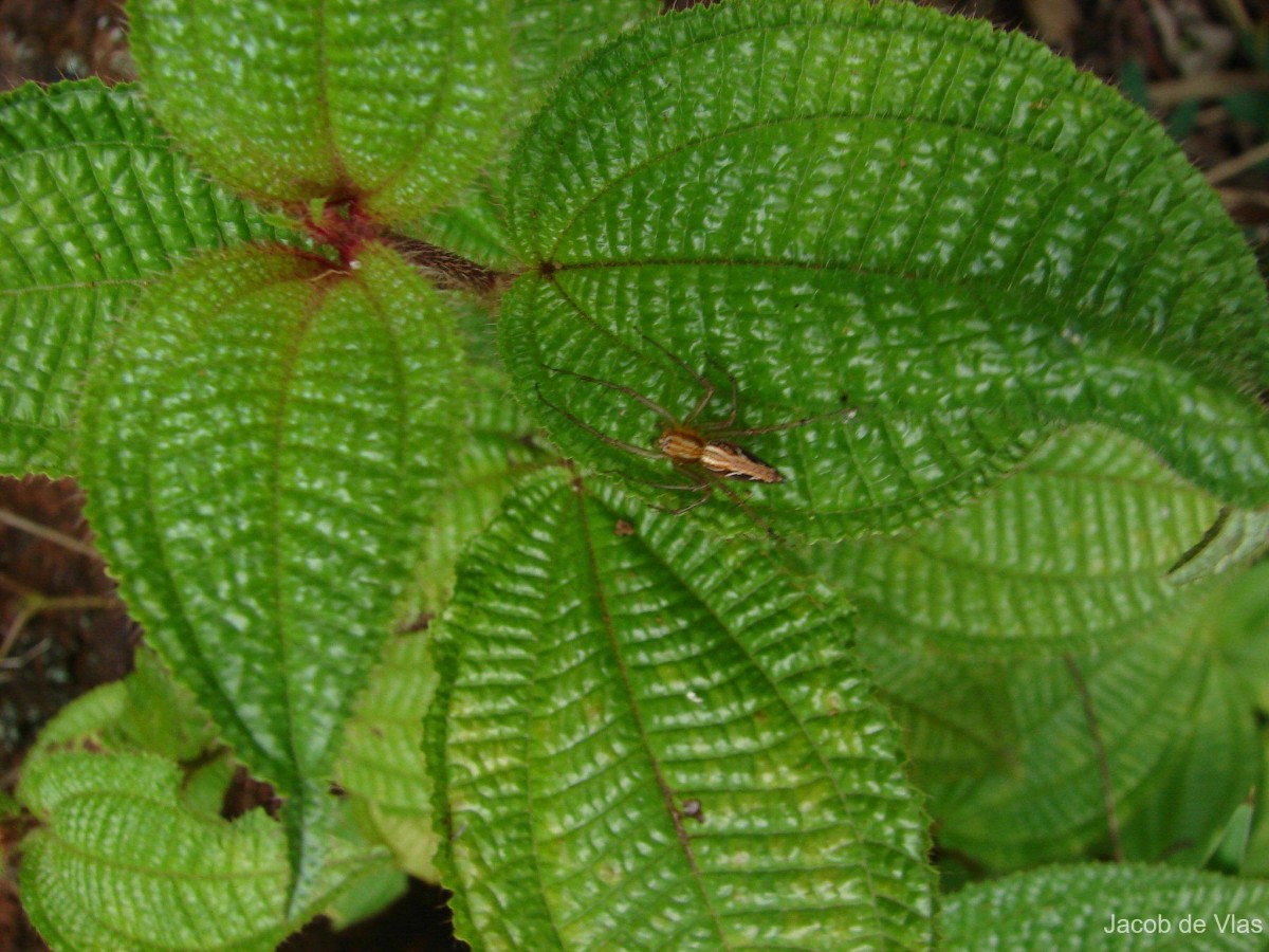 Miconia crenata (Vahl) Michelang.